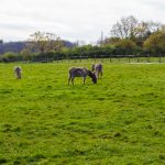 Road Trip en Anjou 370- Anjou