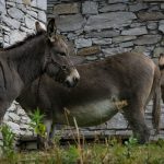 3000km en Ancienne Partie 1 50-