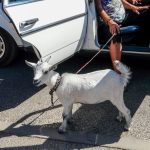 Bouchon de Tourves 2017 75- Bouchon de Tourves 2017