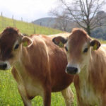 Vache de Jersey- Jersey